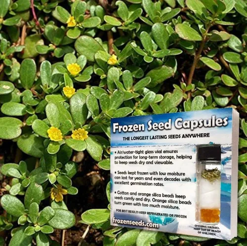 Miniatura 2 de Verdolaga Verde (Portulaca oleracea) - Cultiva ahora o almacena para futuras plantaciones - Cápsula de 40 semillas