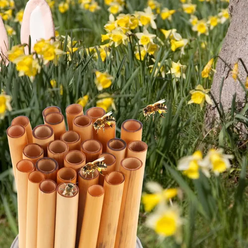 Miniatura 2 de COHEALI Mason Bee Tubes - Paquete de 50 tubos de anidación de varillas naturales de 7.87 pulgadas para casa de abejas, solitario de 0.276-0.354 in