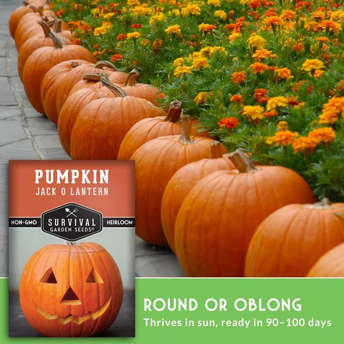 Miniatura 4 de Survival Garden Seeds - Semillas de calabaza Jack-O-Lantern para plantar - 3 paquetes con instrucciones para plantar y cultivar calabazas talladas