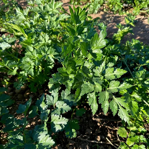 Miniatura 8 de Plant Good Seed Semillas de anís, paquete de 125 semillas tradicionales para plantar hierbas y flores, suministros de jardinería, flores silvestres