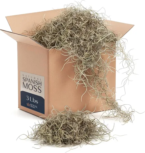 Royal Imports Musgo español natural preservado, trozos sueltos triturados secos frescos, caja a granel de 3 libras