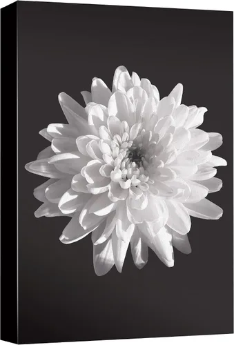 Miniatura 35 de NWT Lienzo impreso para pared, diseño de lirio de cala, dúo de plantas florales, fotografía, arte moderno, glamour, primer plano, dramático, blanco