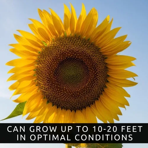 Miniatura 3 de Skyscraper - Semillas de girasol – 20 semillas, variedad gigante rara – Crece de 15 a 20 pies de altura – Girasoles exóticos y altos de jardín