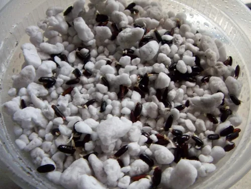 Miniatura 8 de Arroz negro 500 semillas sabor a nuez prohibido fácil de cultivar plantas orgánicas viables!