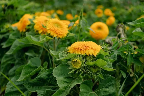 Miniatura 7 de Plant Good Seed Semillas de girasol orgánicas Double Goldy F1 – Paquete de 50, semillas tradicionales para plantar flores, suministros