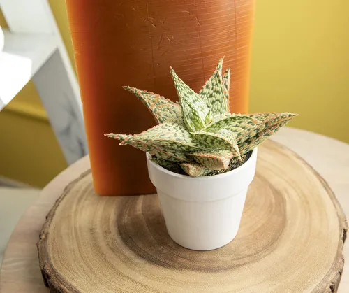 Miniatura 5 de Plantas suculentas de aloe vivo, plantas de aloe estrella viven con maceta blanca, plantas suculentas viven en una mezcla de tierra para macetas