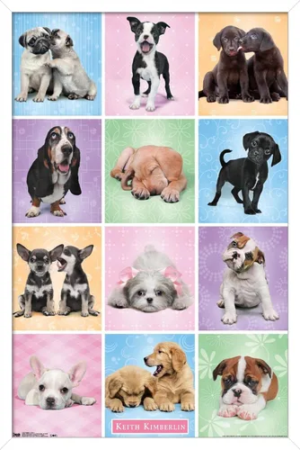 Miniatura 12 de Trends International Póster de pared Puppies Cuties, 22.375 x 34 Versión con marco negro