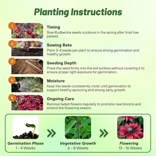 Miniatura 4 de Outsidepride Cherry Brandy Rudbeckia Seeds - 25 unidades. Semillas de flores anuales, fáciles de cultivar y auto-siembradas para plantar flores