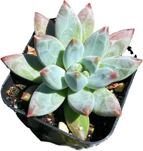Plantas suculentas vivas Pachyphytum Plantas (maceta de 2 pulgadas Pachyphytum Compactum 'Little Jewel')