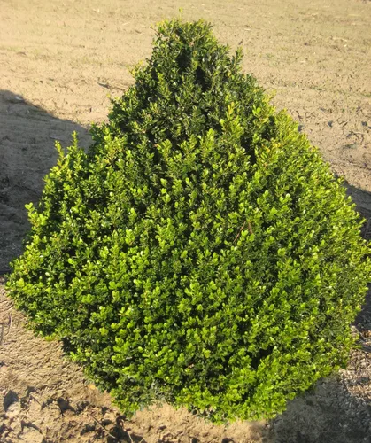 Miniatura 2 de Planta viva de Green Promise Farms - Buxus Cranberry Creek (boj), contenedor de tamaño #2 galones, Evergreen