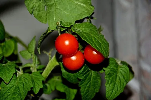 Miniatura 5 de Semillas de tomates cherry de arbusto enano para plantar alrededor de 20 semillas de tomate
