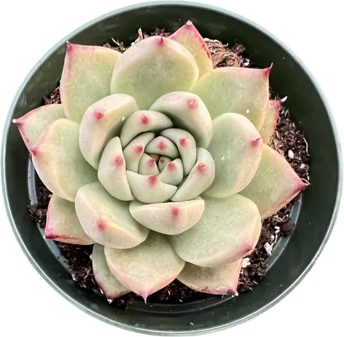 Miniatura 10 de Sprout N Green Cotyledon Orbiculata cv., Rara planta suculenta viva enraizada en maceta de 4 pulgadas, decoración de boda en interiores y Cotiledón