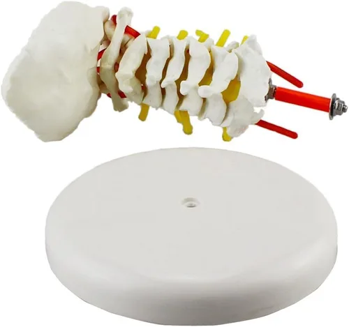 Miniatura 3 de Vértebra cervical Arteria Columna Espinal Nervios Espinales Modelo Anatómico Anatomía Nuevo
