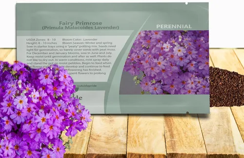 Miniatura 10 de Outsidepride 1000 Semillas Perennes Primula Crimson Fairy Primrose Flower Seeds para plantar Carmesí