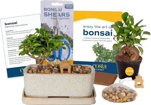 Costa Farms - Kit de árbol bonsái vivo, incluye herramientas de bonsái, mezcla de tierra, maceta, arte y manualidades para niños y adultos, Kit de