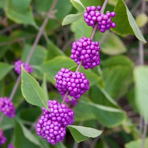 American Beauty Berry Arbusto/arbusto - Maceta de cuarto de galón - Planta viva de 6 a 12 pulgadas de alto
