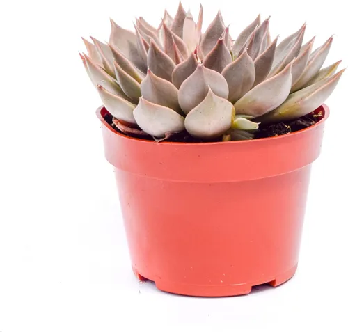 Miniatura 13 de Planta suculenta Echeveria viva - Suculenta Echeveria de 4 pulgadas con raíces completas (Echeveria Marron)