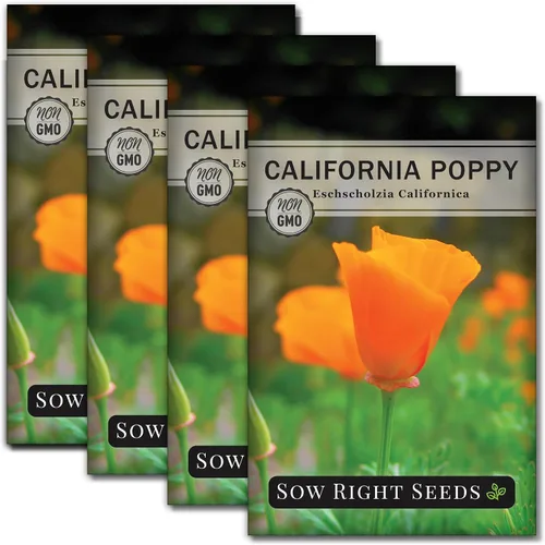 Sow Right Seeds - Semillas de amapola de California para plantar - Paquete de semillas de reliquia sin OMG con instrucciones para cultivar un