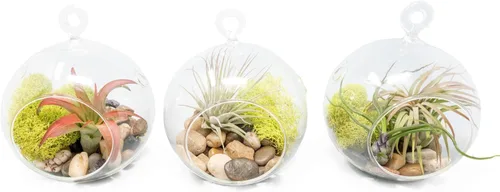 Miniatura 8 de Impresionante kit de terrario de planta de globo de fondo plano, pequeña planta de aire surtida, piedras beige en tarro de propagación, maceta