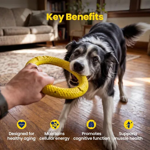 Miniatura 6 de Suplemento precursor y para perros mayores NAD+ - 90 masticables suaves - Alternativa NMN para la longevidad y el envejecimiento saludable