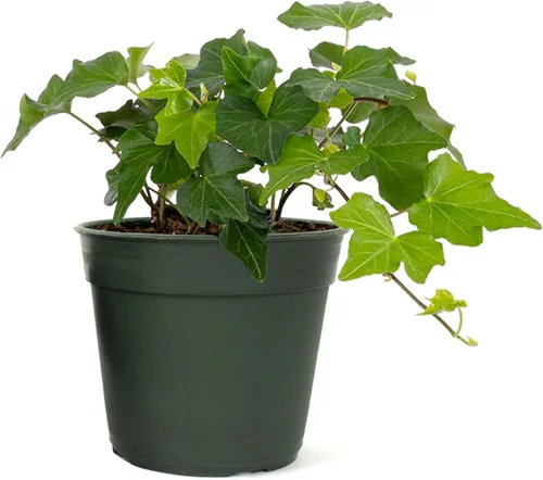 Miniatura 12 de American Plant Exchange Paquete de 2 macetas de hiedra inglesa, paquete de 2 macetas de 4 pulgadas, plantas de interior verdes y abigarradas