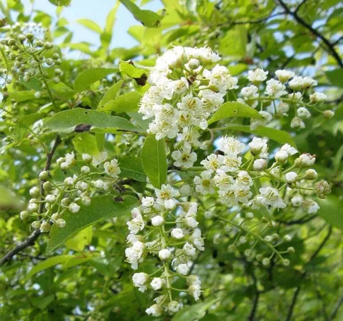 Miniatura 2 de Prunus virginiana (Chokecherry negro) Semilla de árbol, flores blancas fragantes, frutos rojos oscuros brillantes o negruzcos, elige