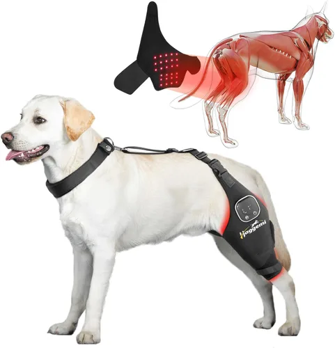 Miniatura 10 de Rodillera para perros – Soporte para problemas de ligamento cruzado anterior y articulaciones de rodilla con terapia de luz infrarroja roja, alivio