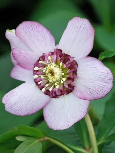 Miniatura 8 de Perennial Farm Marketplace Helleborus x Winter Jewels "Flor de Cerezo" (Rosa Cuaresmal) Perenne, 1 Quart, Flores Rojas