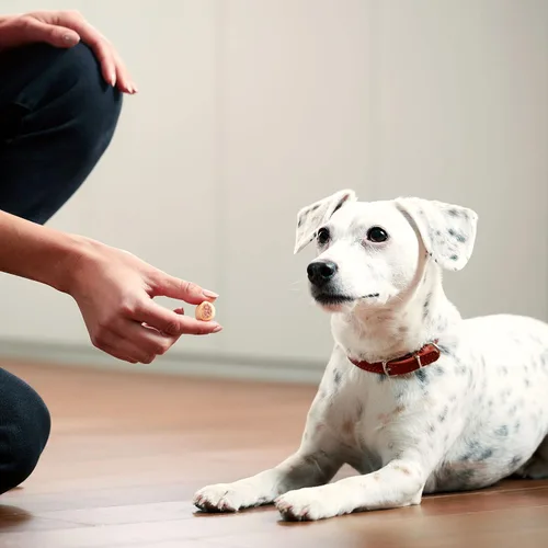 Miniatura 19 de Milk-Bone MaroSnacks Golosinas para perros pequeños con sabor a tocino con médula ósea, 40 onzas (paquete de 2) (el diseño del empaque puede variar)