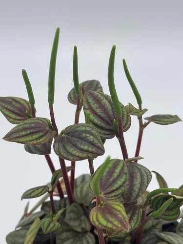 Miniatura 5 de BubbleBlooms Peperomia Piccolo Banda, albovittata, en una maceta de 4 pulgadas, Pep raro