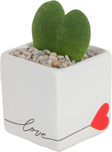 Miniatura 7 de Costa Farms Hoya Heart - Planta tipo suculenta viva de interior, 5 pulgadas de alto, en recipiente de cerámica blanca en forma de globo
