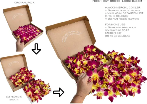 Miniatura 5 de Miami Fresh Orchid Flower OrchidClub USA Sunne Tropical Loose Bloom DIY Lei, decoración de alimentos y bebidas (50 amarillos)