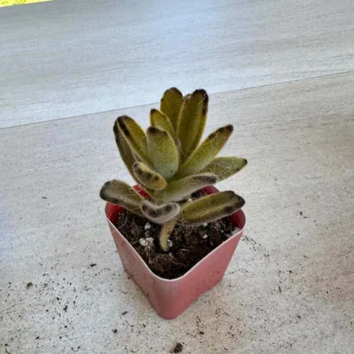 Miniatura 2 de Planta de Kalanchoe viva, planta viva de Madre de miles en maceta de 2 pulgadas, planta suculenta rara de interior (Kalanchoe de chocolate)