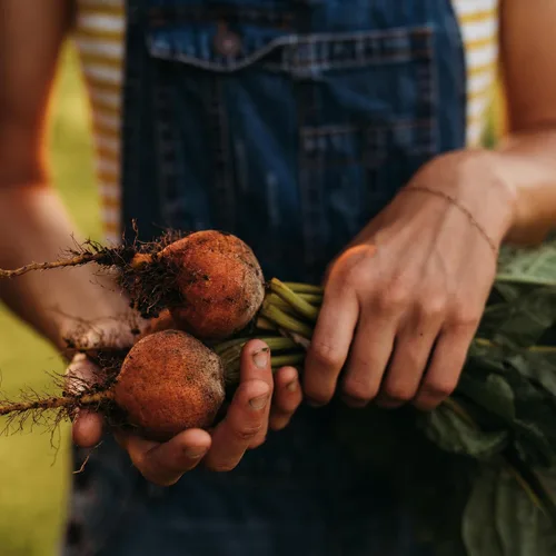 Miniatura 3 de Golden Detroit Beet - 50 semillas - Variedad de reliquia y polinizada abierta, semillas de vegetales sin OMG para plantar en interiores o exteriores