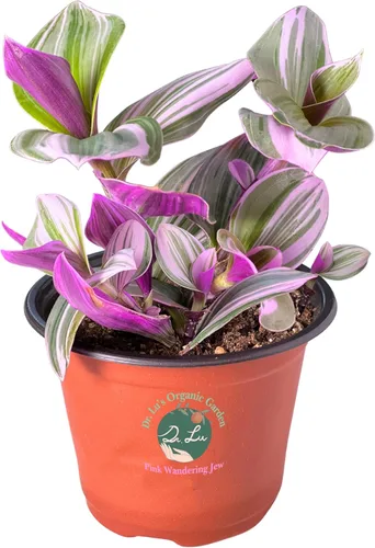 Miniatura 16 de Planta de jade colgante orgánica de Dr. Lu Planta de jade rara Plantas suculentas vivas Plantas purificadoras de aire para interior Plantas