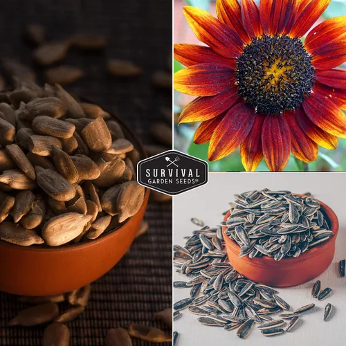 Miniatura 5 de Survival Garden Seeds - Semilla de girasol de Autumn Beauty para plantar - Paquete con instrucciones para plantar y cultivar flores hermosas
