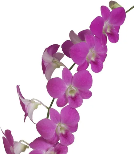 Miniatura 8 de PLANTA DE ORQUÍDEA DE DENDROBIO HAWAIANO 2" MACETA ~ CRECIR HAWAII