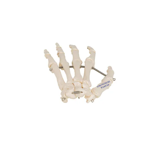 Miniatura 6 de 3B Scientific Esqueleto de mano A40 montado en alambre - 3B Smart Anatomy