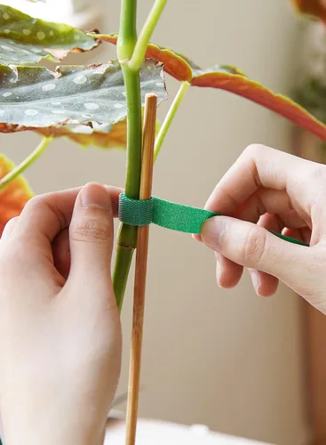 Miniatura 3 de LE TAUCI Lazos para plantas, cinta de jardín para plantas, soporte reutilizable ajustable más grueso para el crecimiento, agarre fuerte, enredaderas