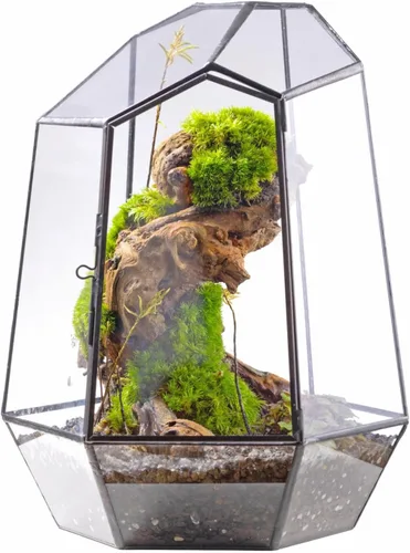 NCYP Cerrar Terrario geométrico de vidrio con puerta, maceta irregular de 9.8 pulgadas de alto para suculentas, cactus pequeños, decoración moderna