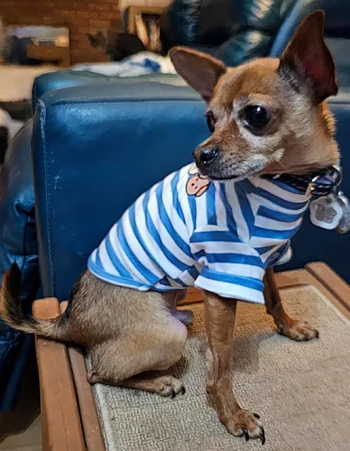 Miniatura 8 de Camisa de cuello alto para perro, lindo bordado de perrito, sudadera súper suave para perro, jersey elástico a rayas para cachorro, para gatos