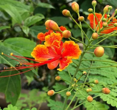 Poinciana pulcherrima (orgullo de Barbados, arbusto rojo del paraíso), semillas de árbol, flores escarlata y amarillas brillantes, elige la cantidad
