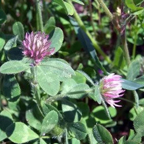 Hykon Rose Clover – 1 libra ~ 270,000 semillas – Sin OMG, polinizado abierto, anual – Cultivo de cobertura, cobertura del suelo, pasto, granja y