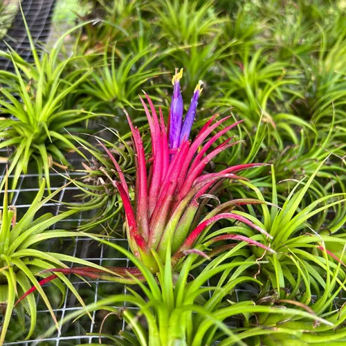 Miniatura 3 de ragnaroc Plantas de aire - Paquete de Tillandsia Ionantha, Regular 1-3" - 5 unidades - Llegada viva garantizada - Plantas de casa para decoración