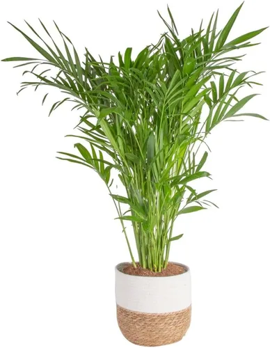 Miniatura 10 de Costa Farms Palma de Cola de Caballo, Planta Viva en Maceta Decorativa, Fácil de Mantener, Planta de Interior Perfecta para el Hogar, Habitación u