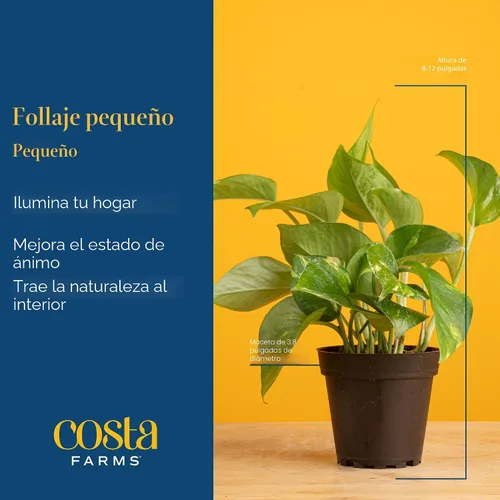 Miniatura 4 de Costa Farms Clean Air – Colección de plantas de casa de vivo O2 para ti, 4 unidades, incluye lirio de paz, planta de serpiente, palma de salón