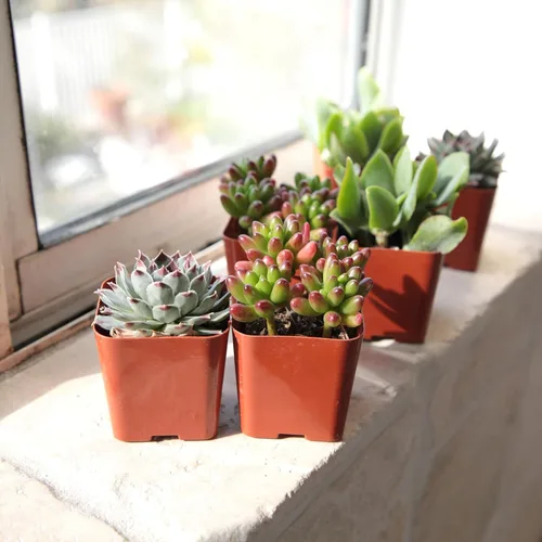 Miniatura 3 de Altman Plants Specialty - Planta suculenta viva (paquete de 6), sin duplicados, suculentas surtidas con colores y formas únicos, 2 en macetas