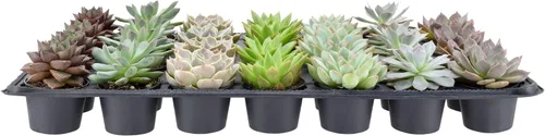 Miniatura 3 de Arcadia Garden Products Mini suculentas variadas en vivo en maceta de cultivo de 2 pulgadas, paquete de 28, verde (LV67). No se puede enviar a