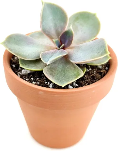 Miniatura 19 de Echeveria Lola - Planta suculenta saludable Echeveria Live de fácil cuidado para interiores, totalmente arraigada en tamaños de 2/4/6 pulgadas