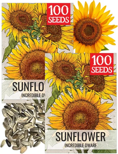 Miniatura 42 de Seed Needs Semillas de girasol para plantar girasoles de manchas solares enanas, semillas de flores de corte anual de polinización abierta